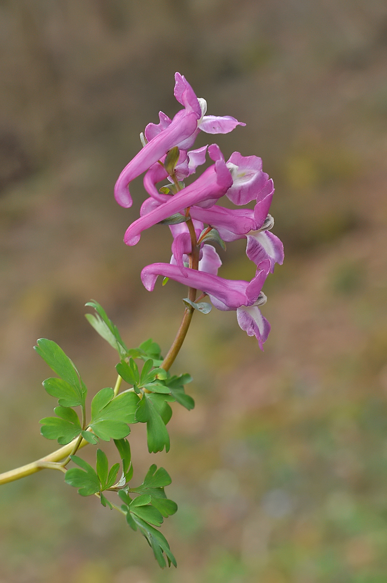 Corydalis cava