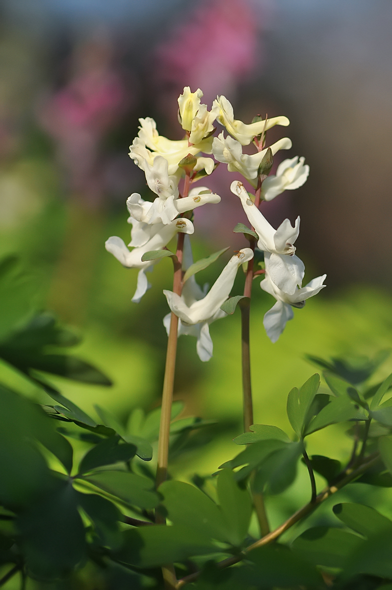 Corydalis cava