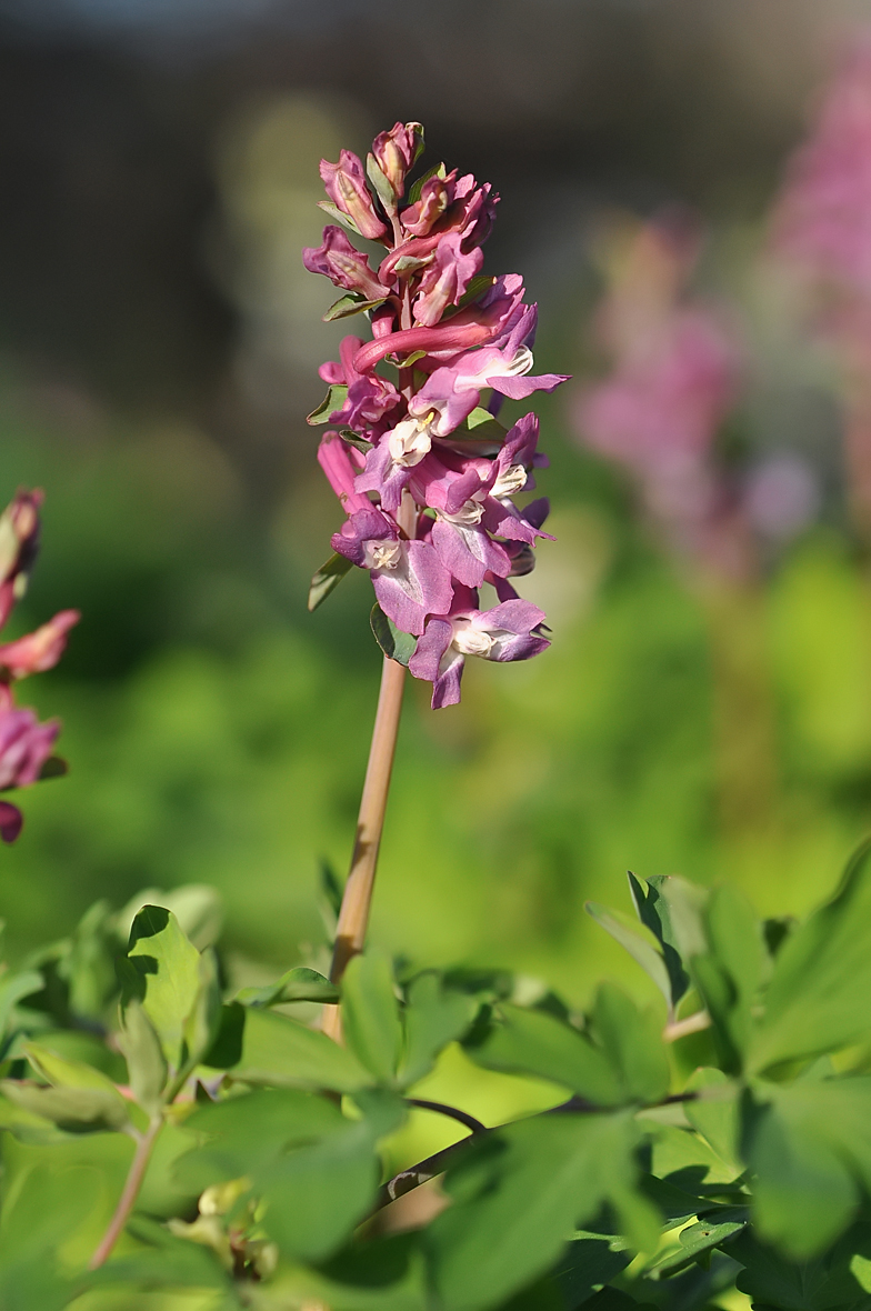 Corydalis cava