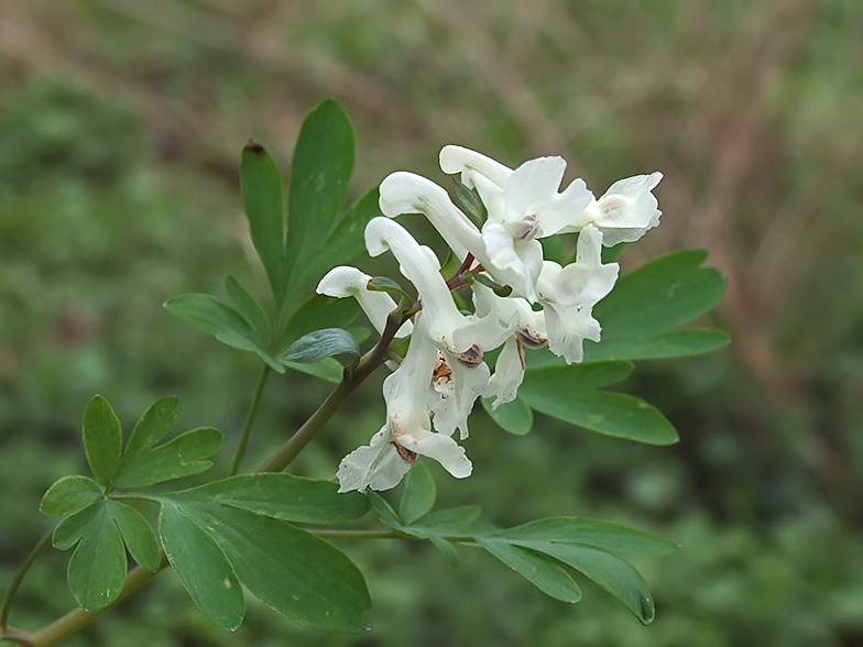 Corydalis cava blanche