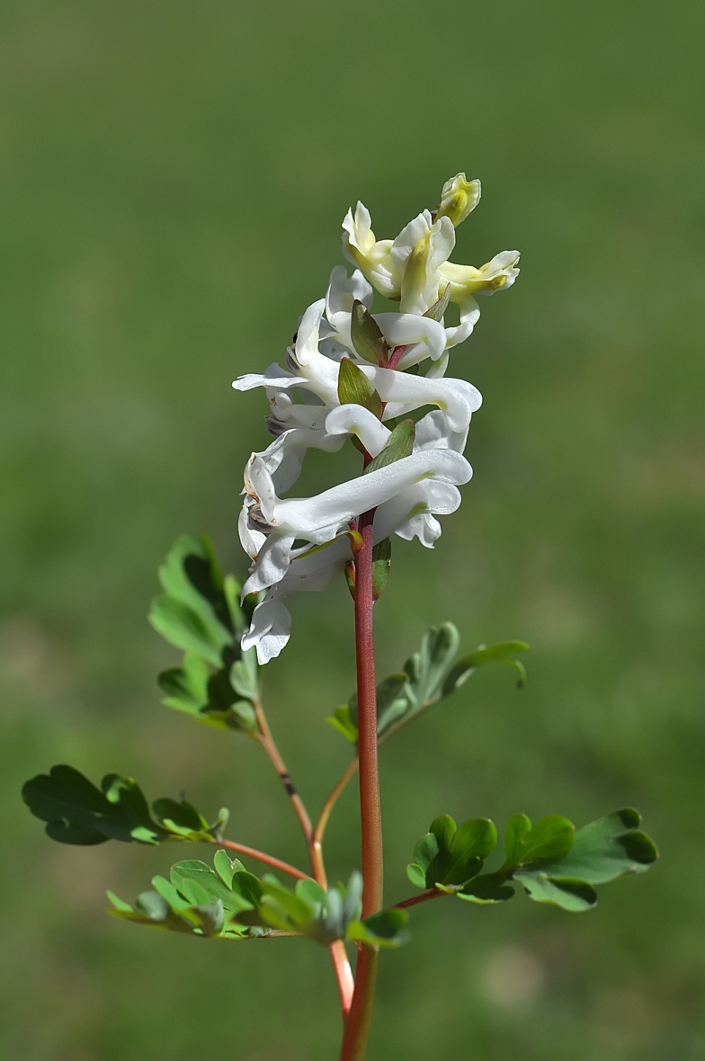 Corydalis cava