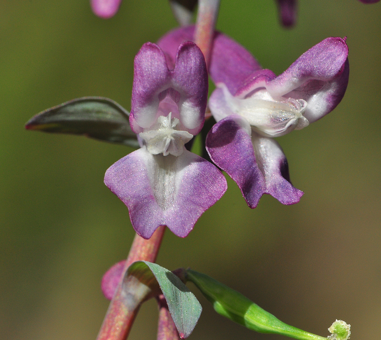 Corydalis cava