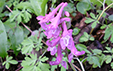 Corydalis cava