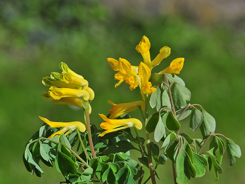 Corydalis lutea