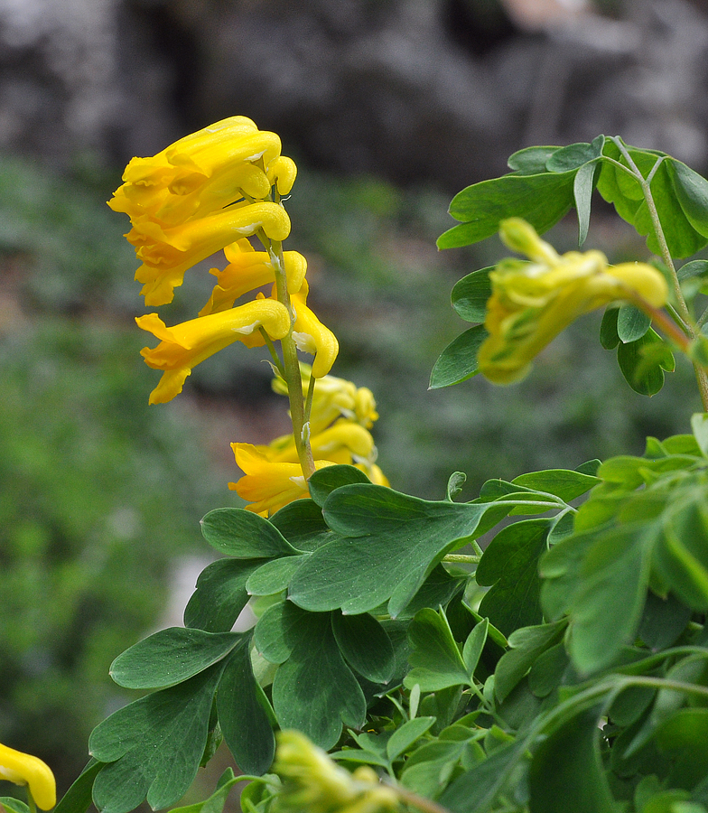 Corydalis lutea