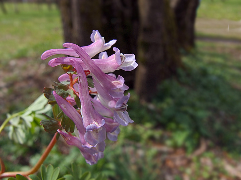 Corydalis solida