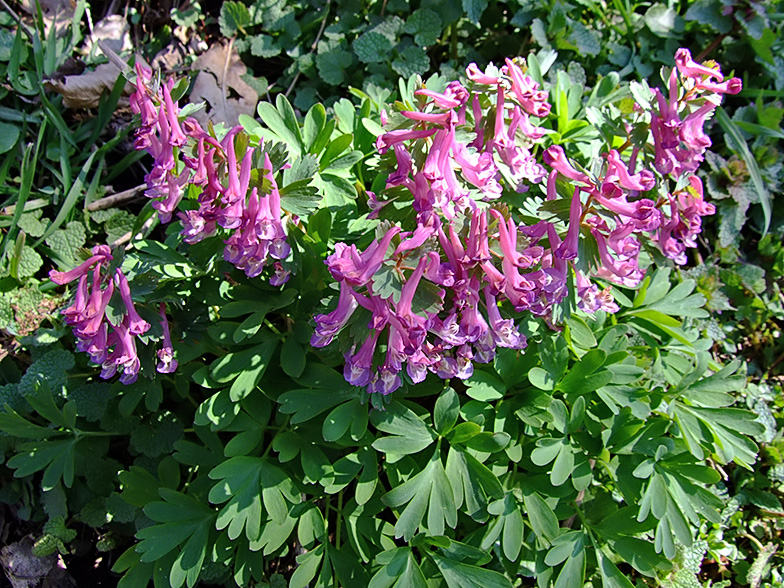 Corydalis solida