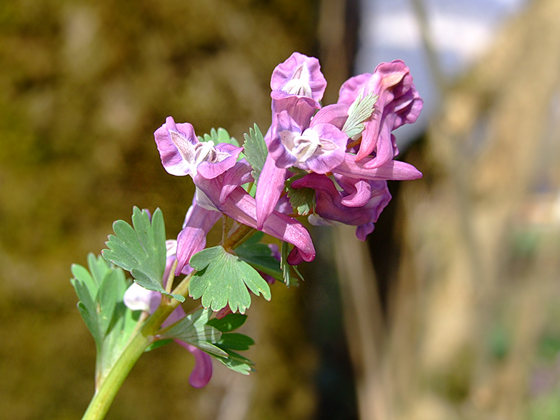 Corydalis solida