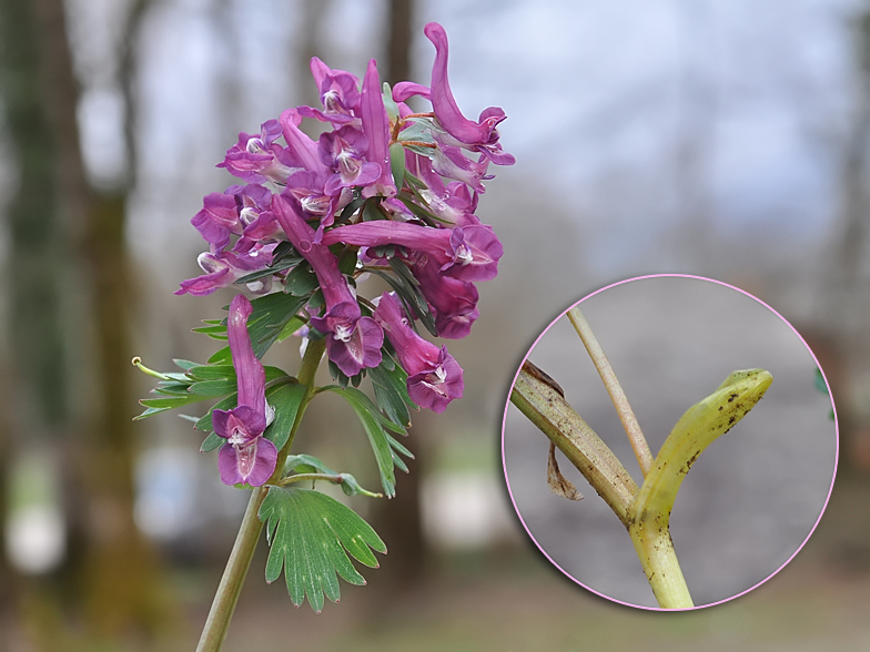 Corydalis solida