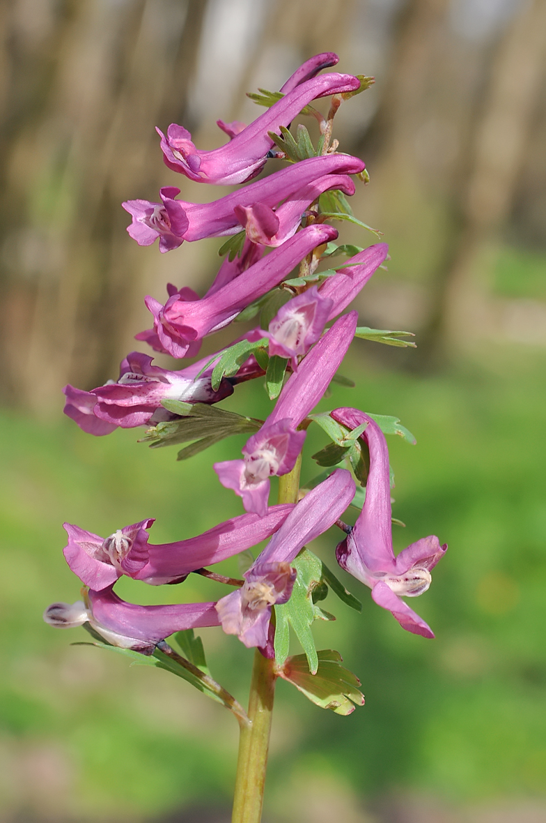 Corydalis solida