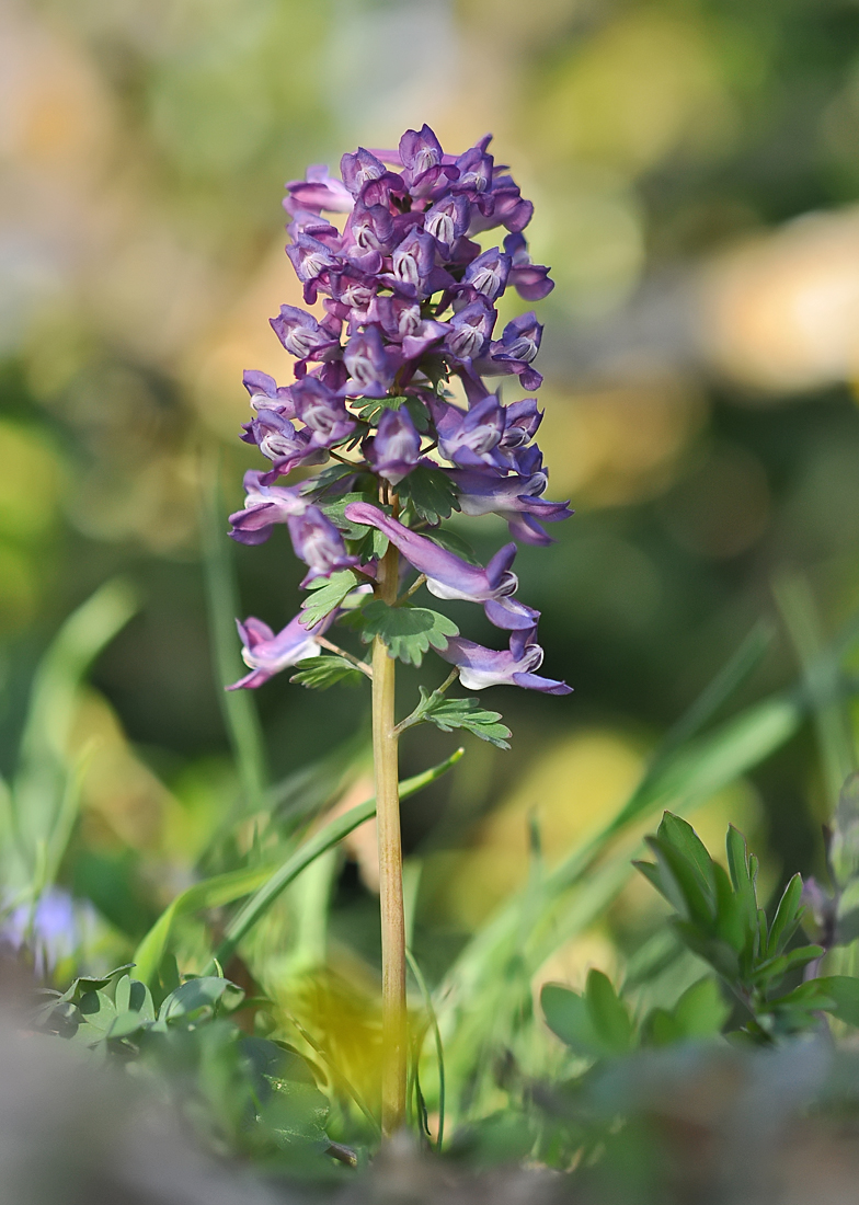 Corydalis solida