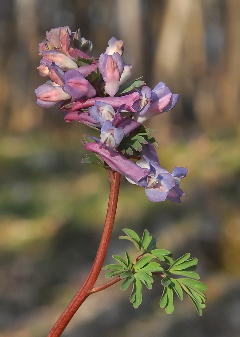 Corydalis solida