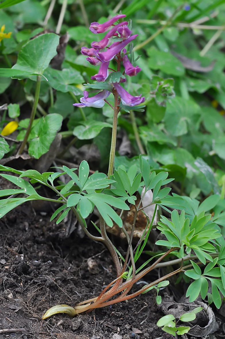 Corydalis solida