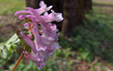 Corydalis solida