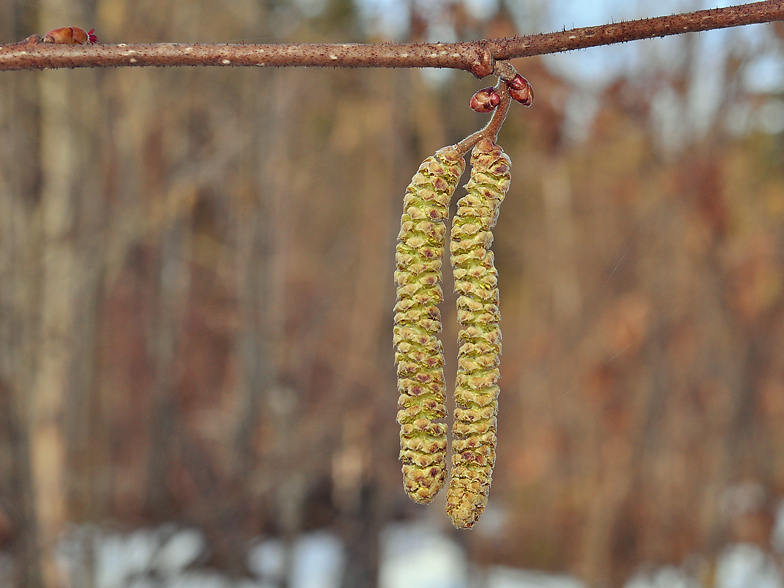 Corylus avellana