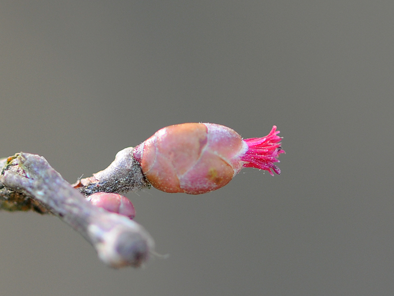 Corylus avellana