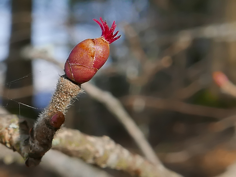 Corylus avellana