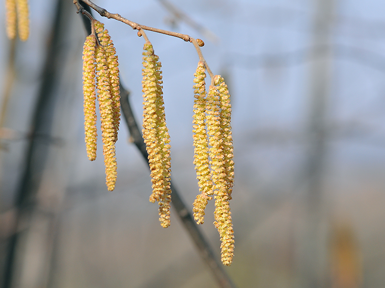 Corylus avellana