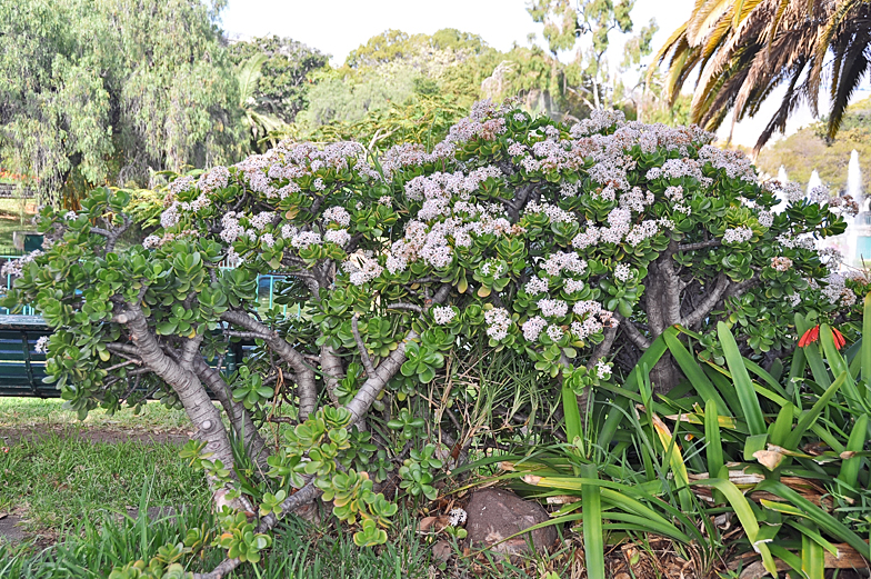 Crassula argentea