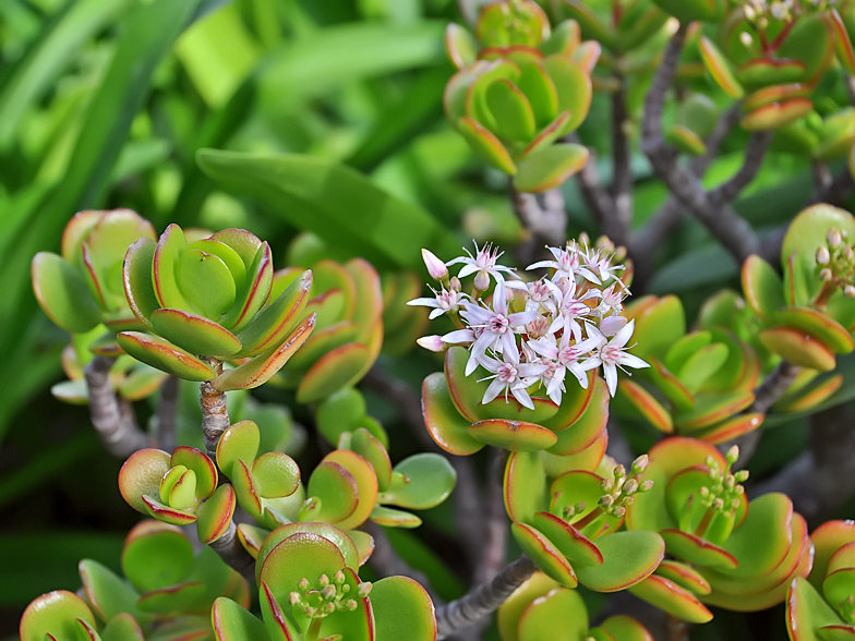 Crassula argentea