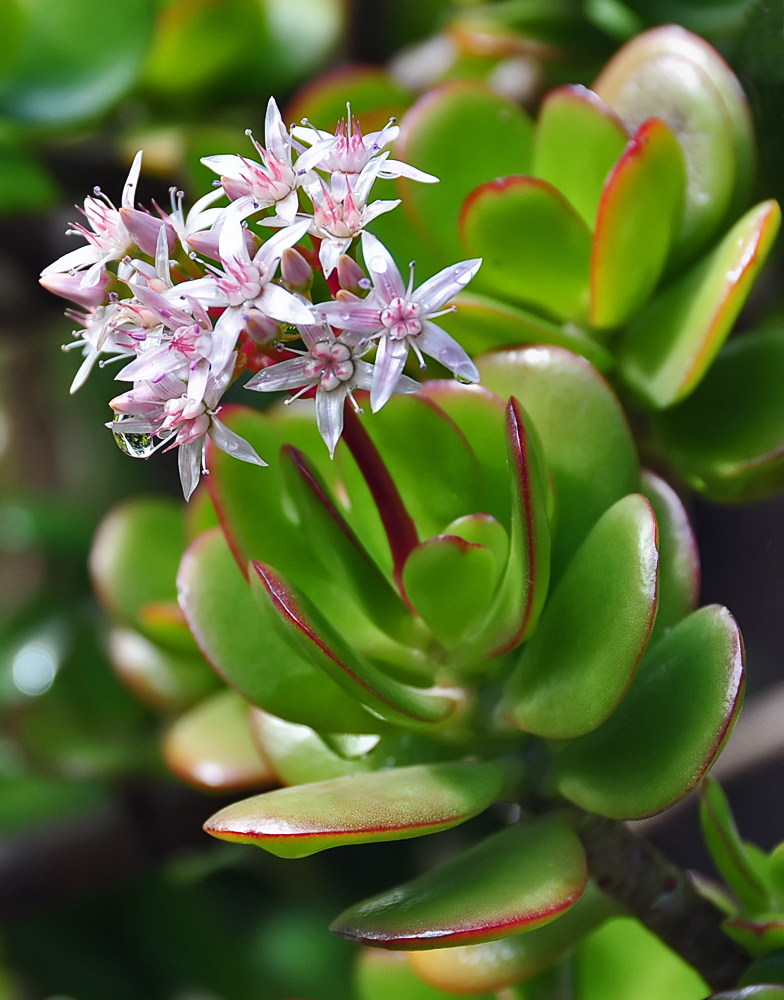 Crassula argentea