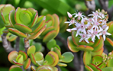 Crassula argentea