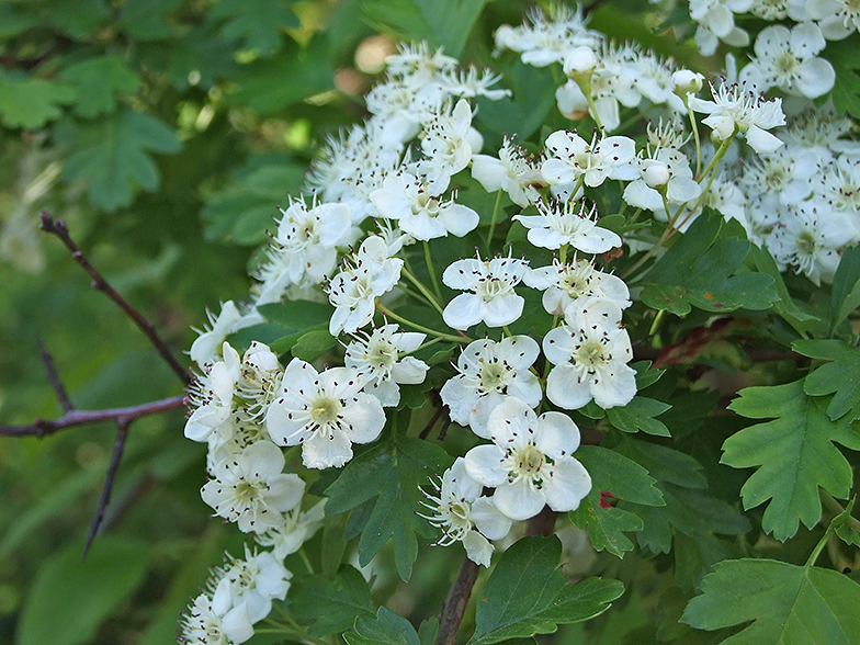 Crataegus monogyna