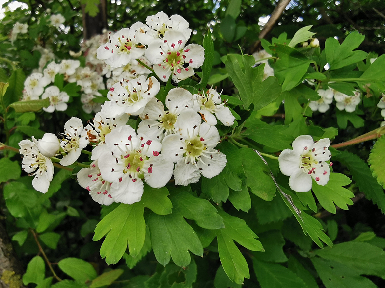 Crataegus monogyna