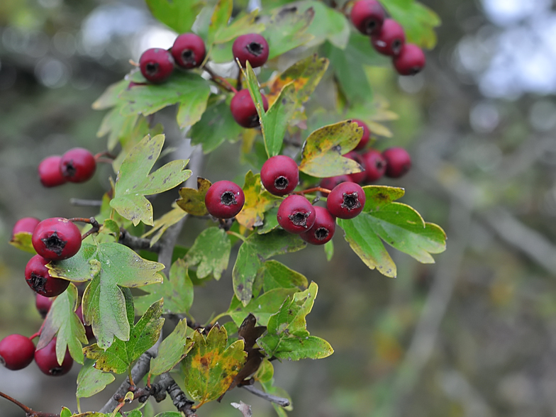 Crataegus monogyna