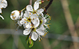 Crataegus monogyna