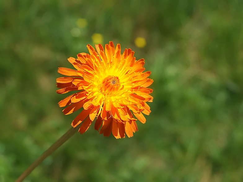 Crepis aurea