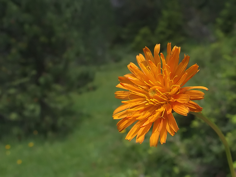 Crepis aurea