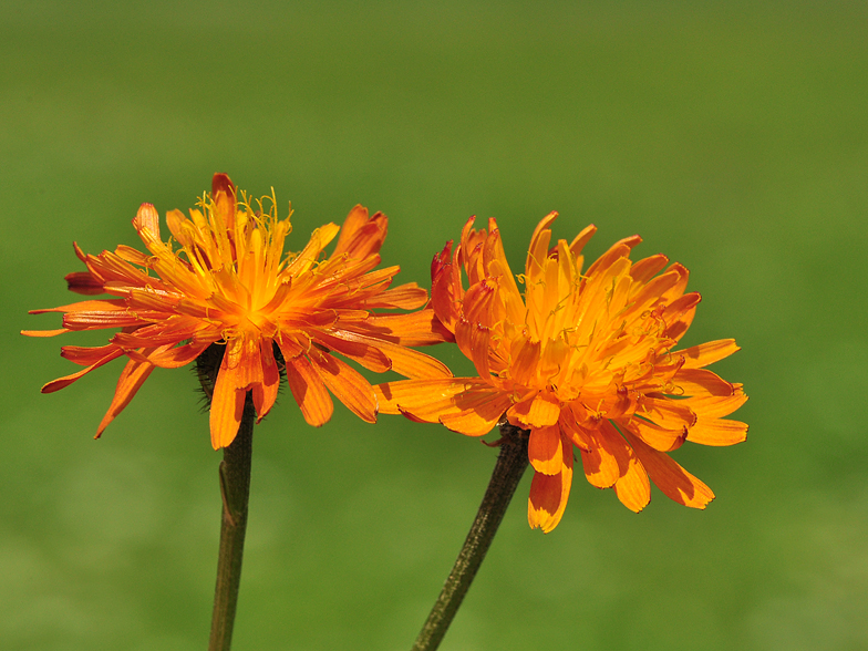 Crepis aurea