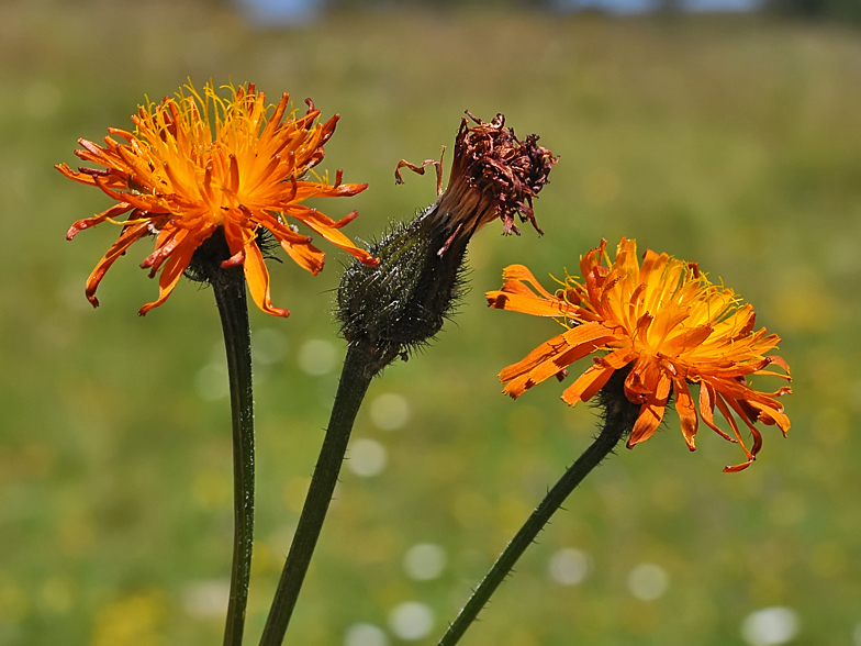 Crepis aurea