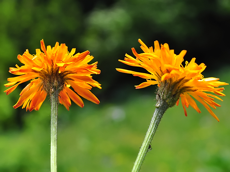 Crepis aurea