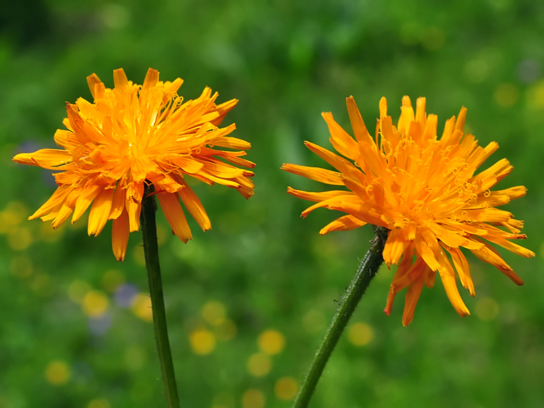 Crepis aurea