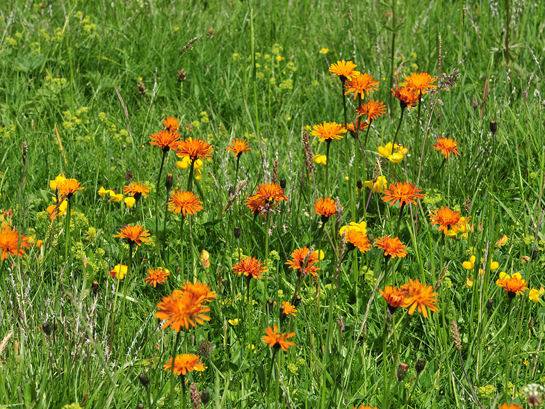 Crepis aurea