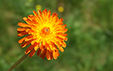 Crepis aurea