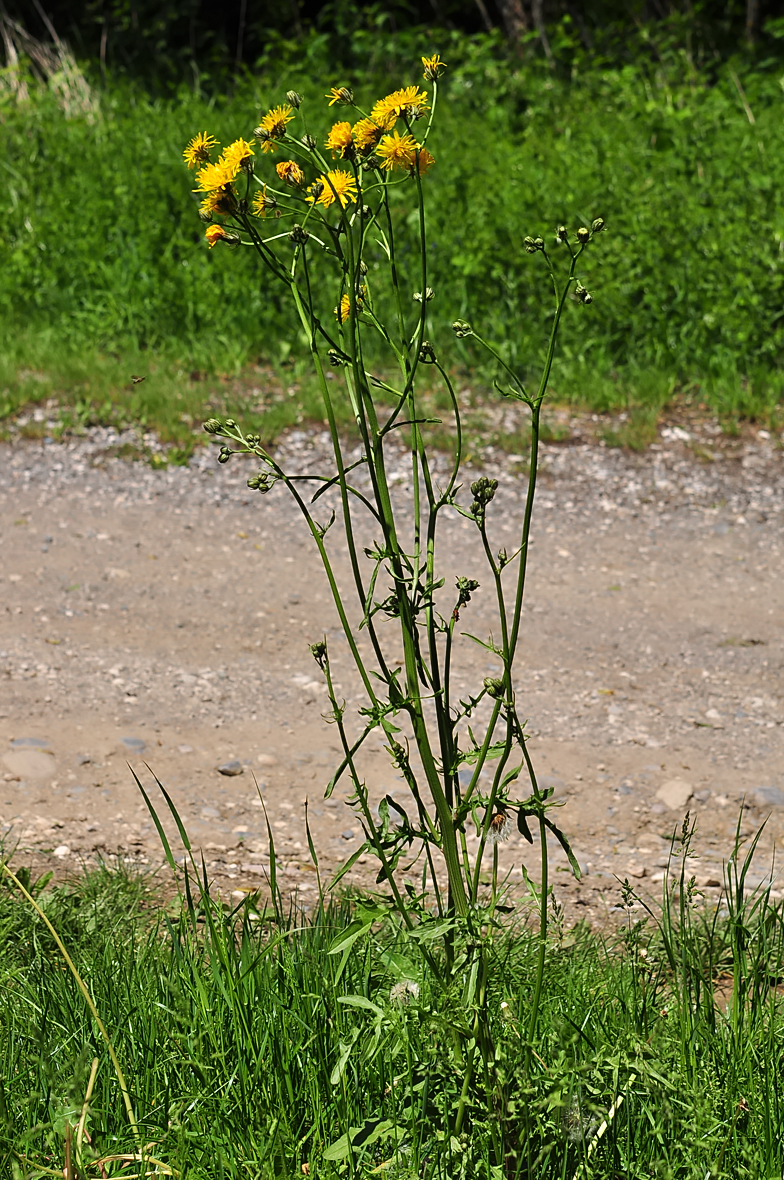 Crepis biennis