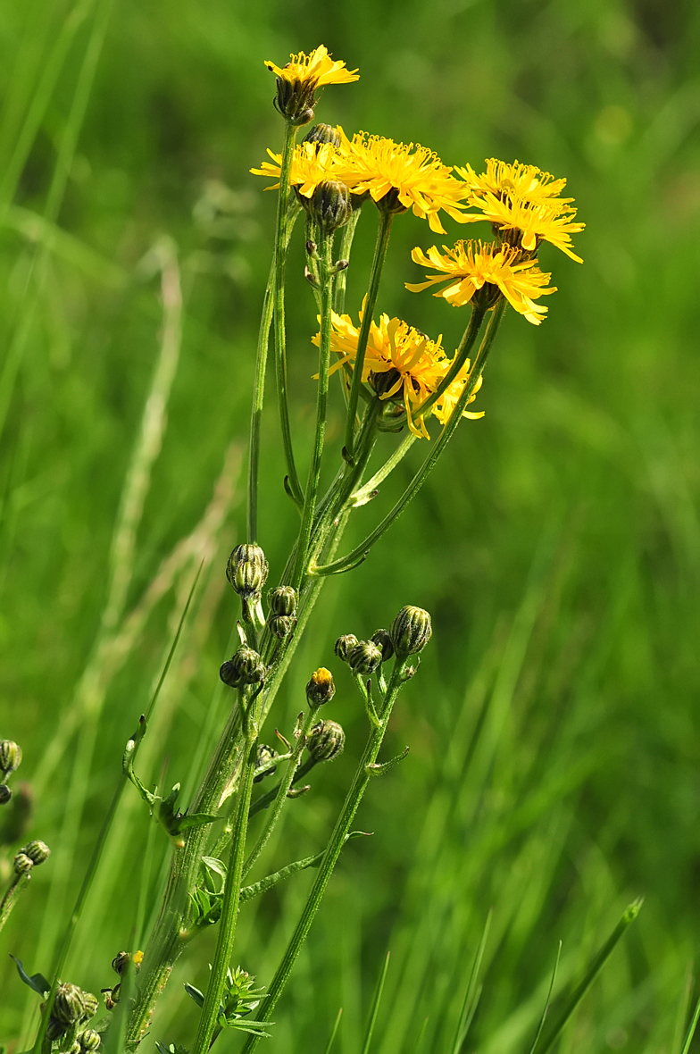 Crepis biennis