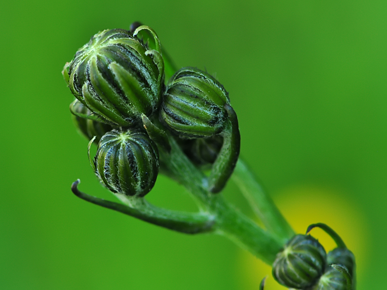 Crepis biennis