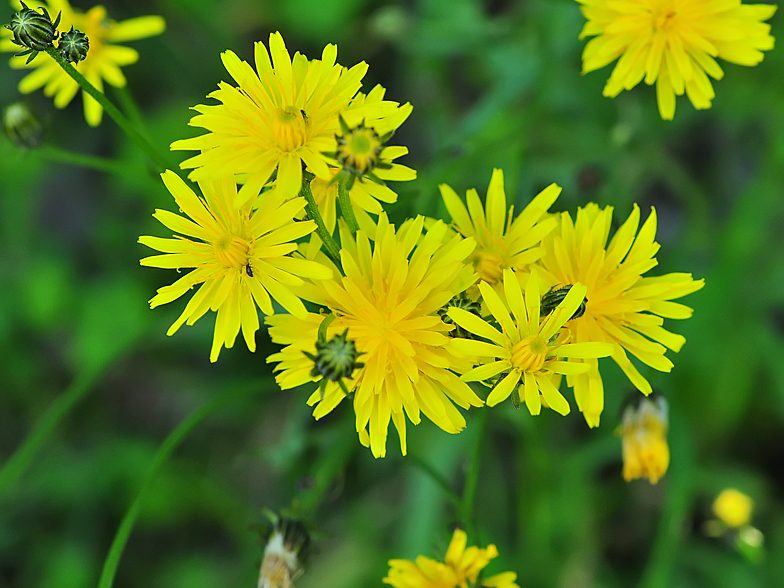 Crepis biennis