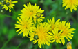 Crepis biennis