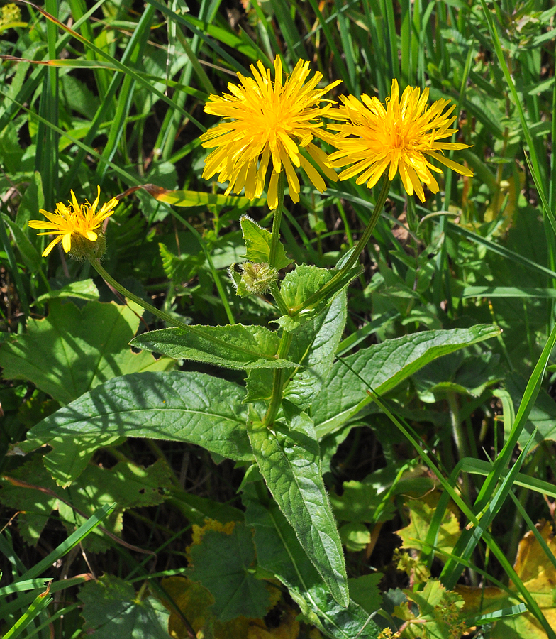 Crepis pyrenaica