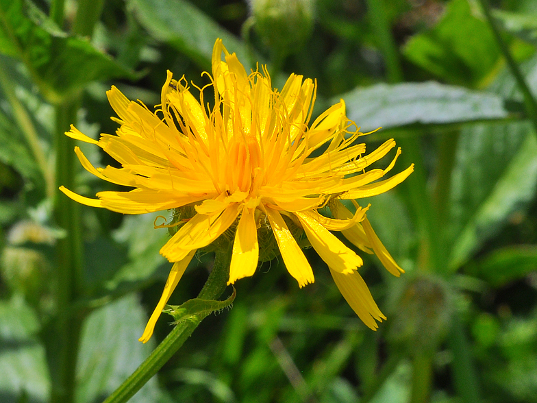 Crepis pyrenaica 2