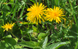 Crepis pyrenaica