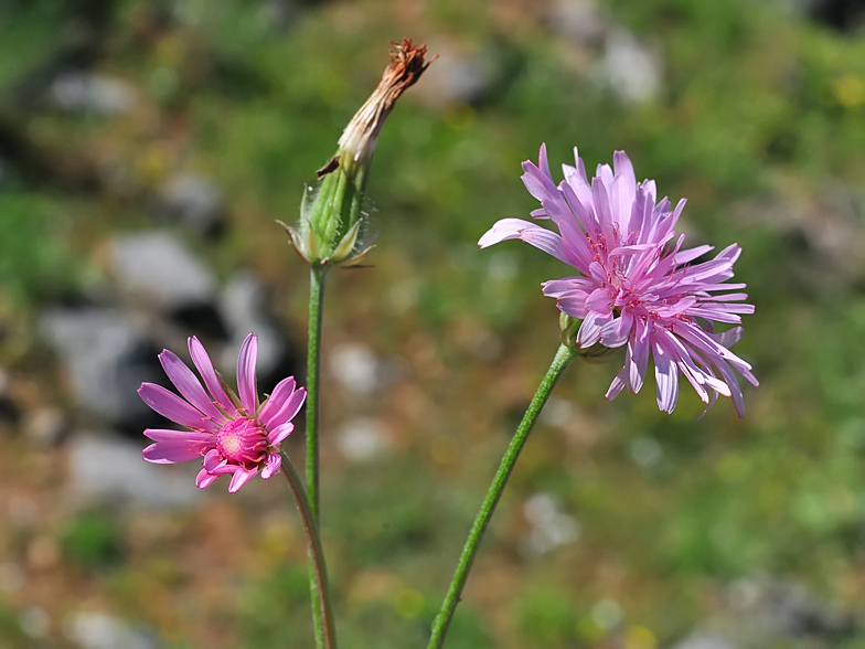 Crepis rubra