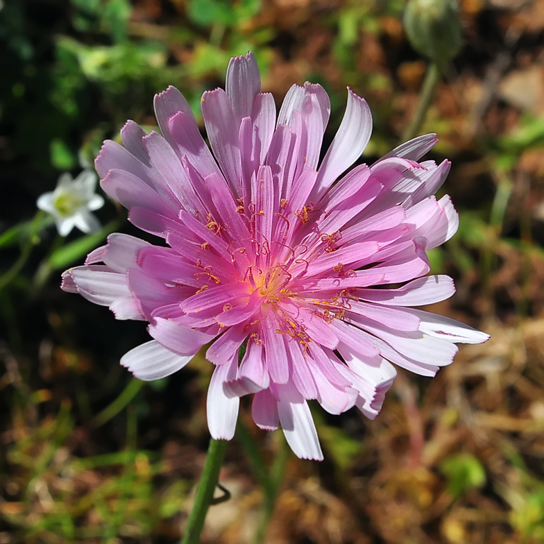 Crepis rubra