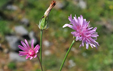 Crepis rubra