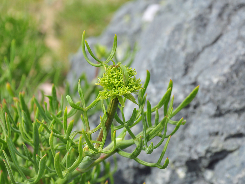 Crithmum maritimum